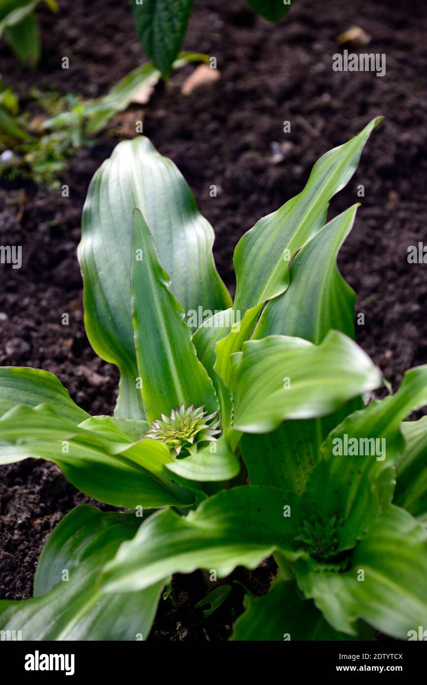 Eucomis bicolor, zweifarbige Ananaslilie, auftauchende Blume, auftauchender Blütenkopf, Blätter, Laub, Rosette der Blätter, Blattrosette, Whorl, Blätter, Laub, RM Stockfoto