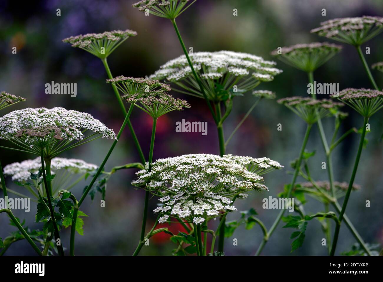 Dolde von weißen blumen Fotos und Bildmaterial in hoher Auflösung Alamy