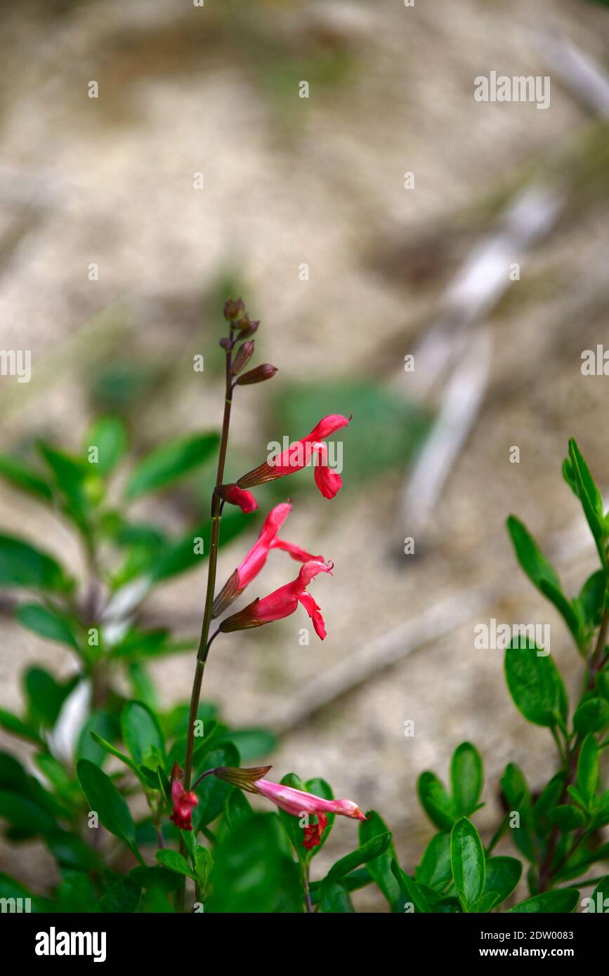 salvia greggii Pfirsich Schuster, Salvias, Salvia Pfirsich Schuster, Orangey Pfirsich Blumen, Orange Pfirsich Blumen, Blüte, Garten, RM Blumen Stockfoto
