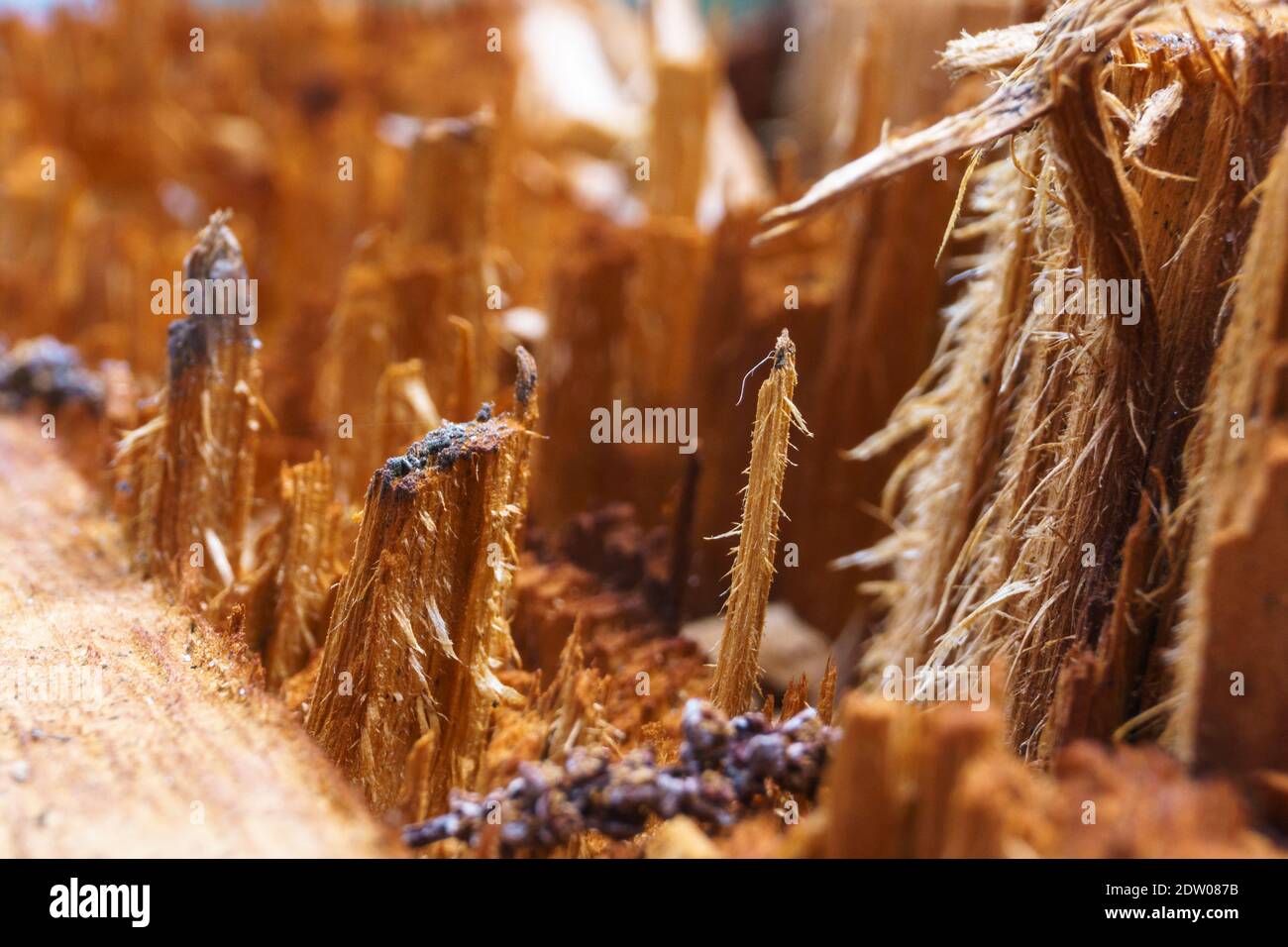 Detaillierte Textur einer hölzernen Oberfläche voller Splitter Ein zerbrochener Baum Stockfoto