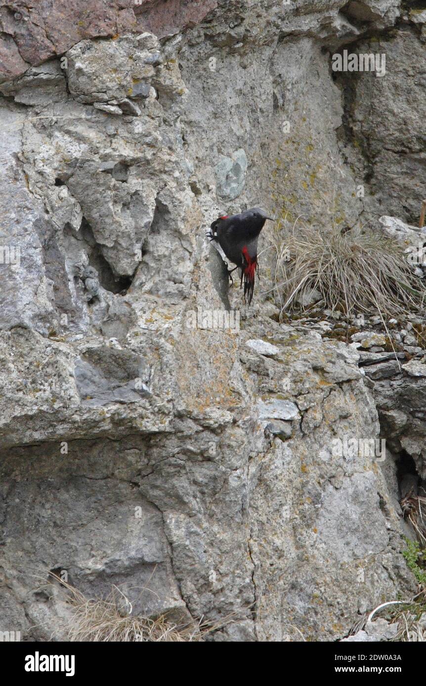 Wallcreeper (Tichodroma muraria) Erwachsene Männchen auf Klippe mit Flügeln teilweise offen Georgien Mai Stockfoto