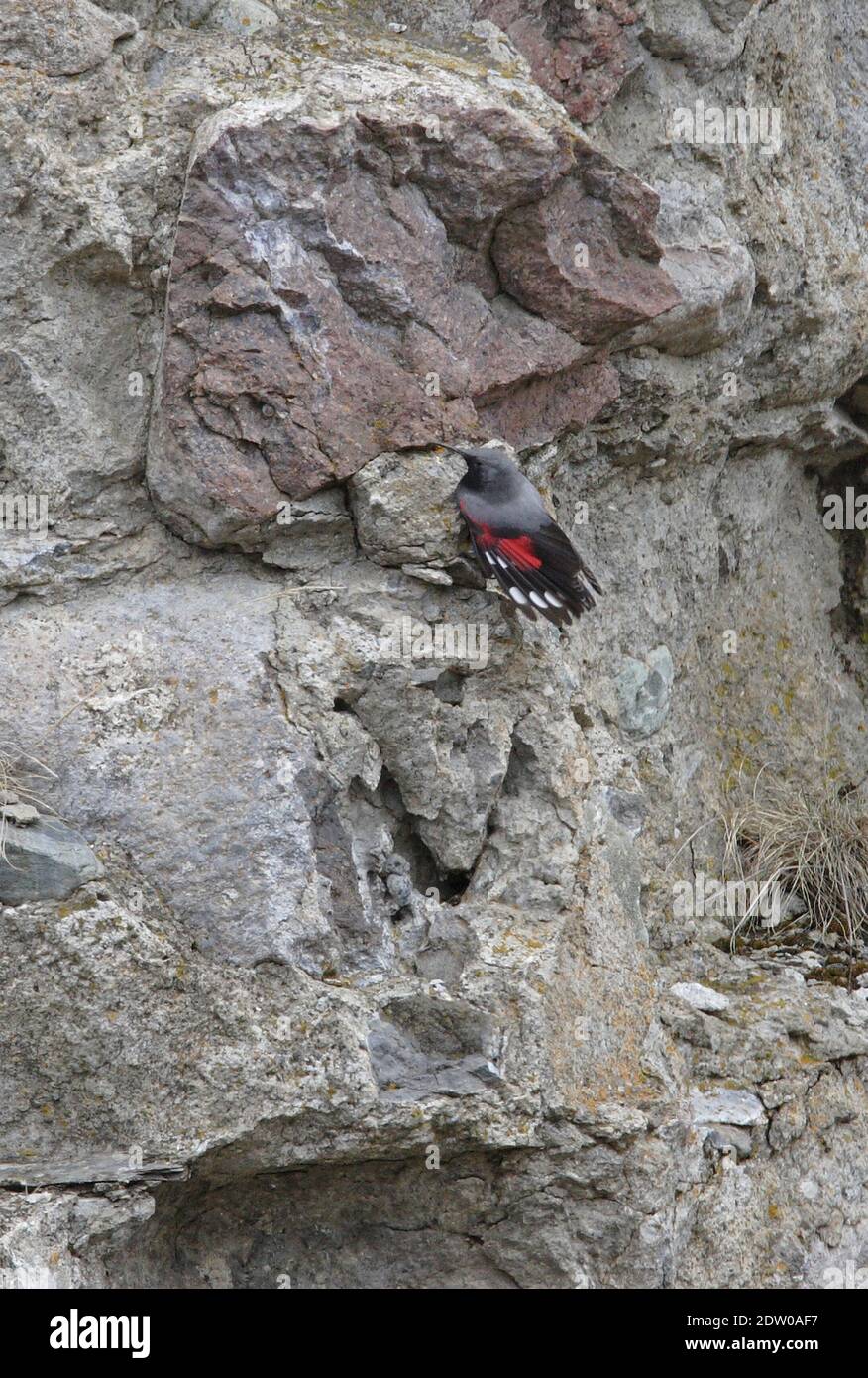 Wallcreeper (Tichodroma muraria) Erwachsene Männchen auf Klippe mit Flügeln teilweise offen Georgien Mai Stockfoto