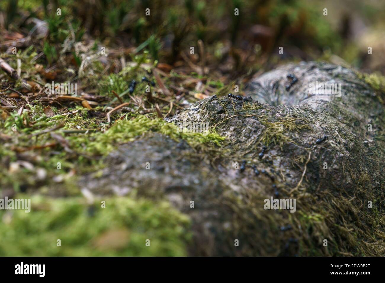 Ameisen laufen auf Baumwurzeln mit Moos in der bedeckt Wald Stockfoto