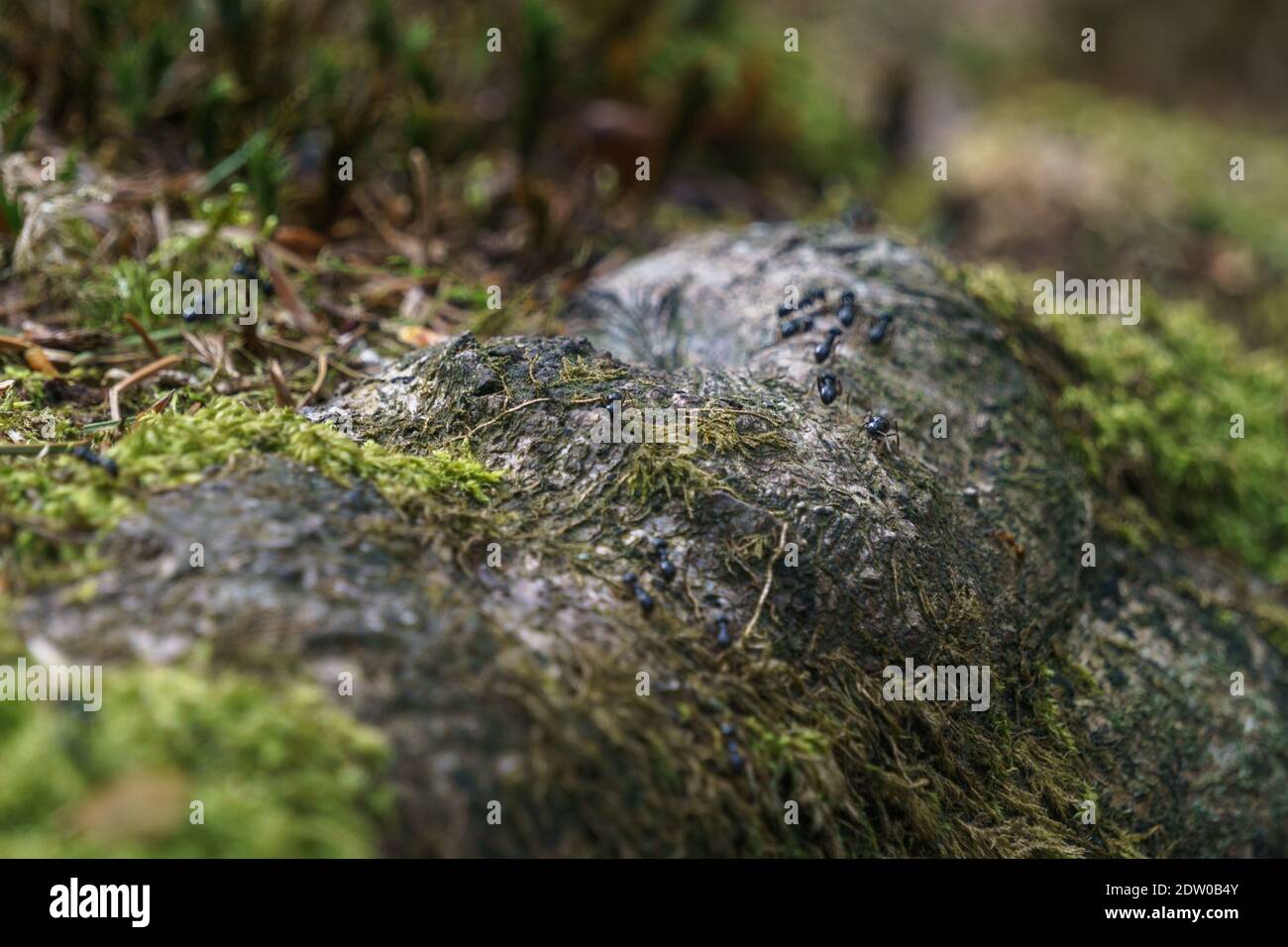 Ameisen laufen auf Baumwurzeln mit Moos in der bedeckt Wald Stockfoto