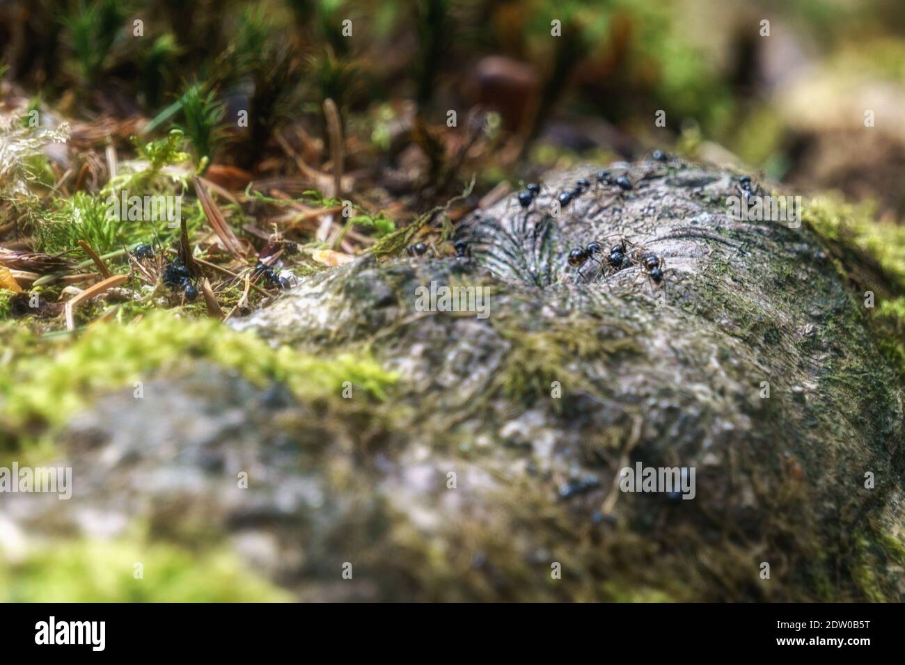 Ameisen laufen auf Baumwurzeln mit Moos in der bedeckt Wald Stockfoto