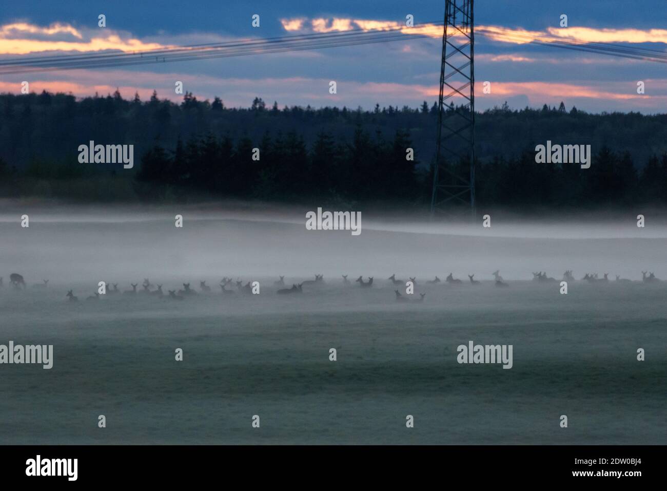 Gruppe von Hirsen stehen auf Wiese in Nebel bedeckt Der Abend Stockfoto