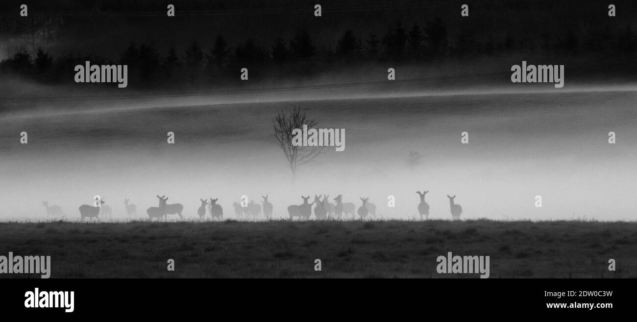 Gruppe von Hirsen stehen auf Wiese in Nebel bedeckt Der Abend Stockfoto