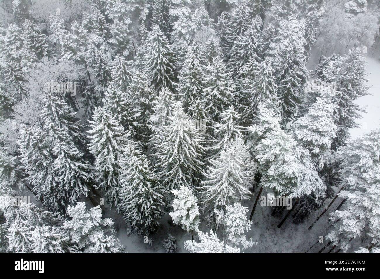 Luftaufnahme des Winterwaldes mit verschneiten Bäumen. Winterlandschaft, Luftlandschaft, Bäume bedeckt weißen Schnee, Draufsicht Stockfoto