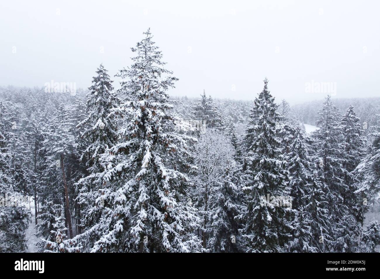 Winterwald mit verschneiten Bäumen, Luftaufnahme. Winter Natur, Luftlandschaft, Bäume bedeckt weißen Schnee Stockfoto