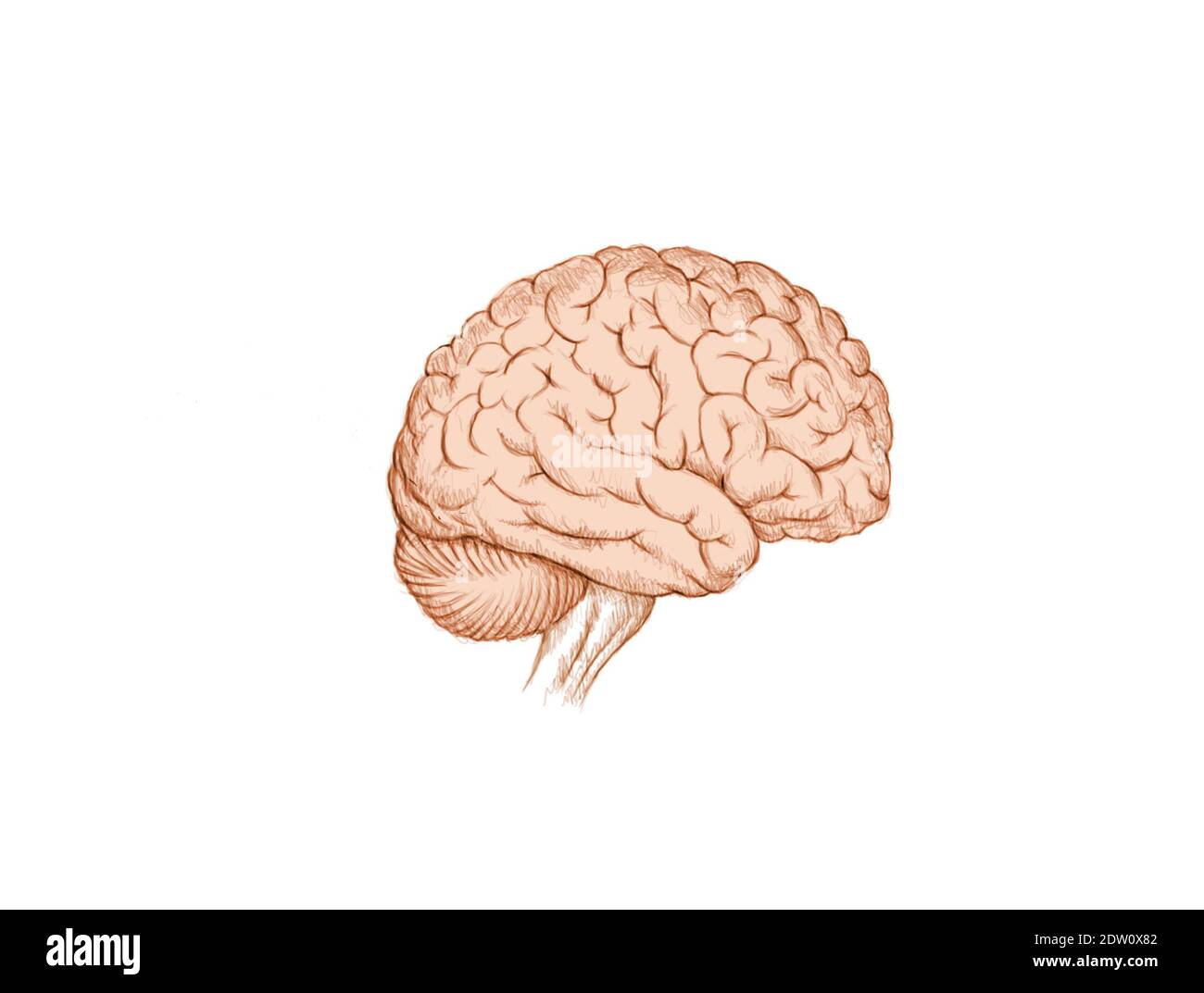 Zeichnung eines menschlichen Gehirns Stockfoto