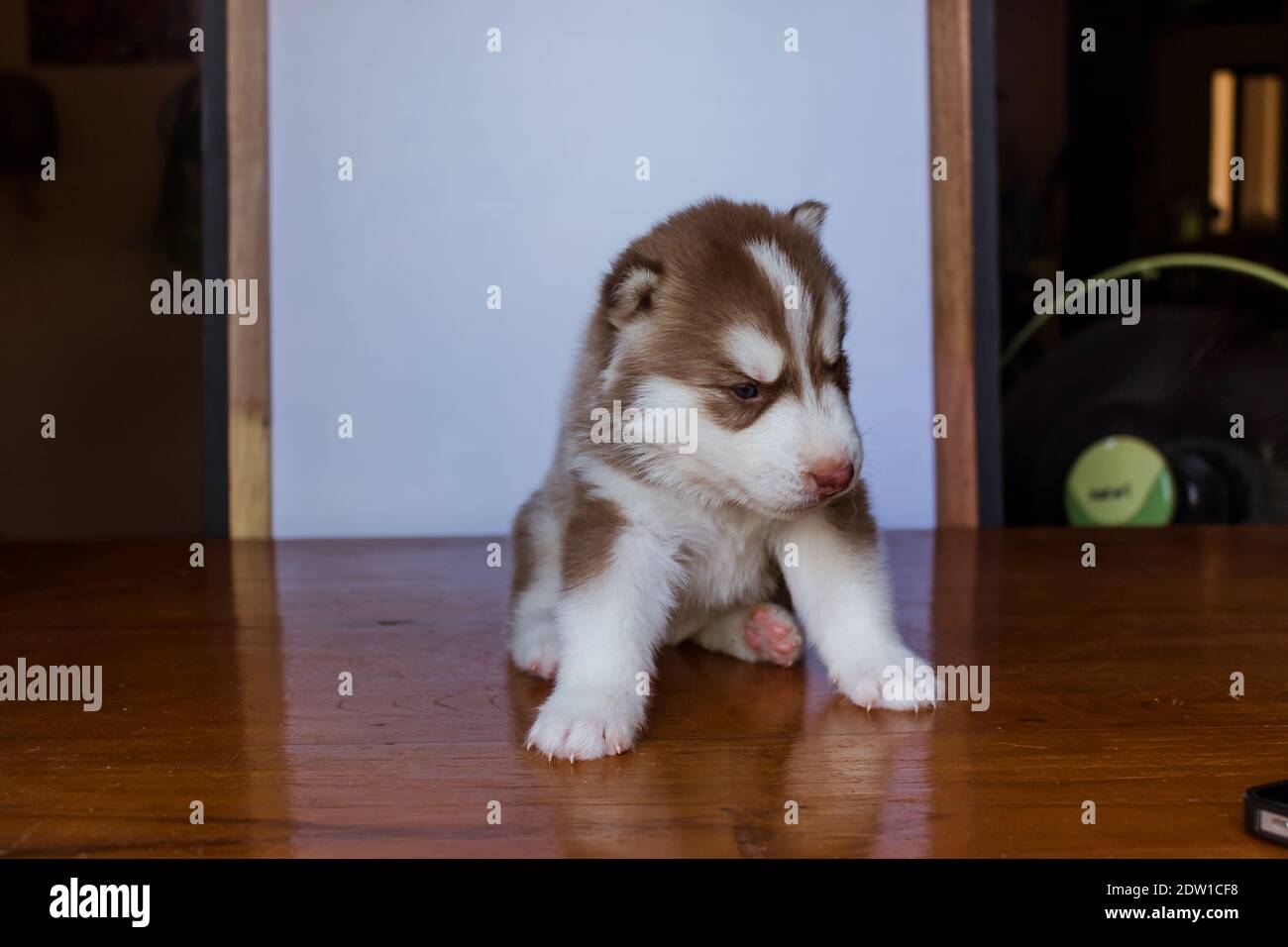 Neugeborener Heiserer Welpe Stockfotos Und Bilder Kaufen Alamy