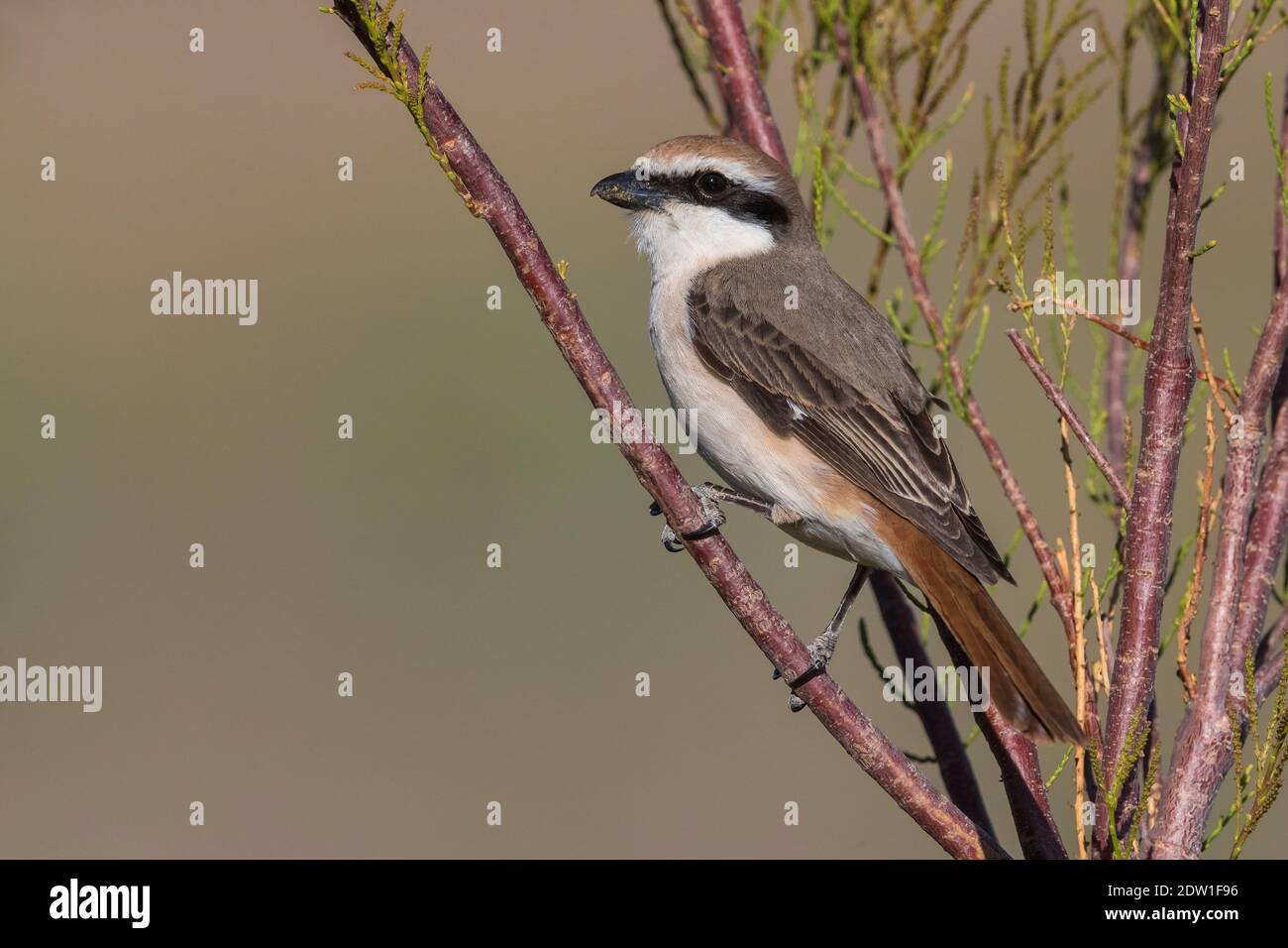 Turkestaanse Klauwier; Red-tailed Shrike; Lanius phoenicuroides Stockfoto