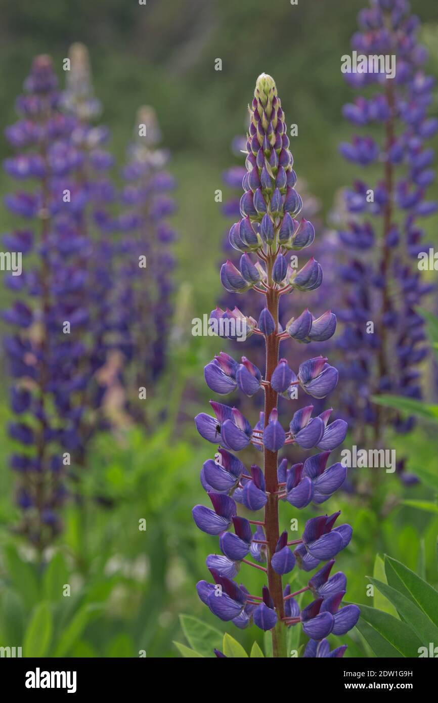 Schöne lila Lupinen Erbsenerde Wildblume Blumenbeet in Geiranger in Norwegen. Stockfoto