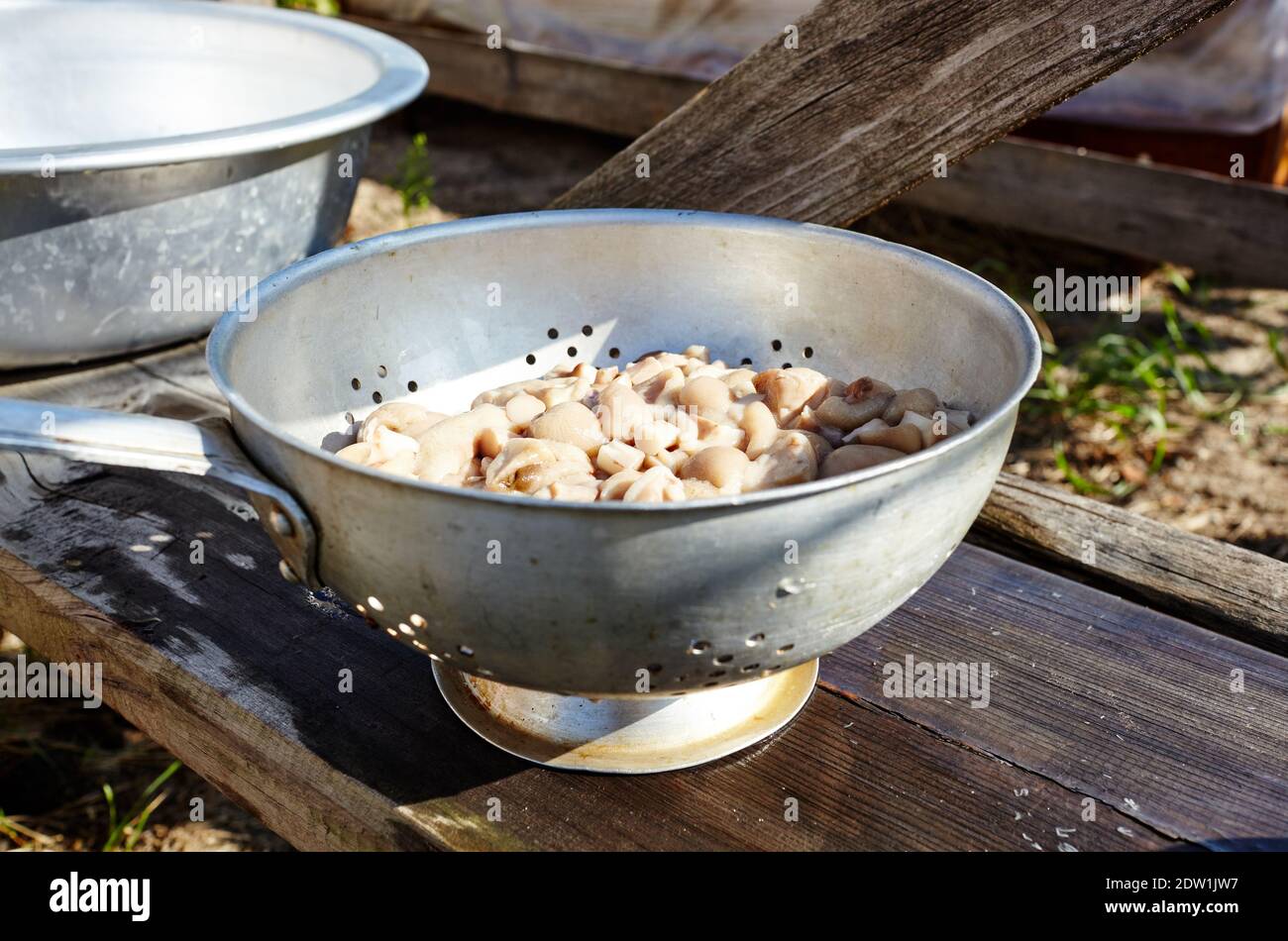 Säubern Sie die geschälten Suillus-Pilze in einer Metallpfanne. Frisch gekochte Pilze auf einem Holzhintergrund Stockfoto