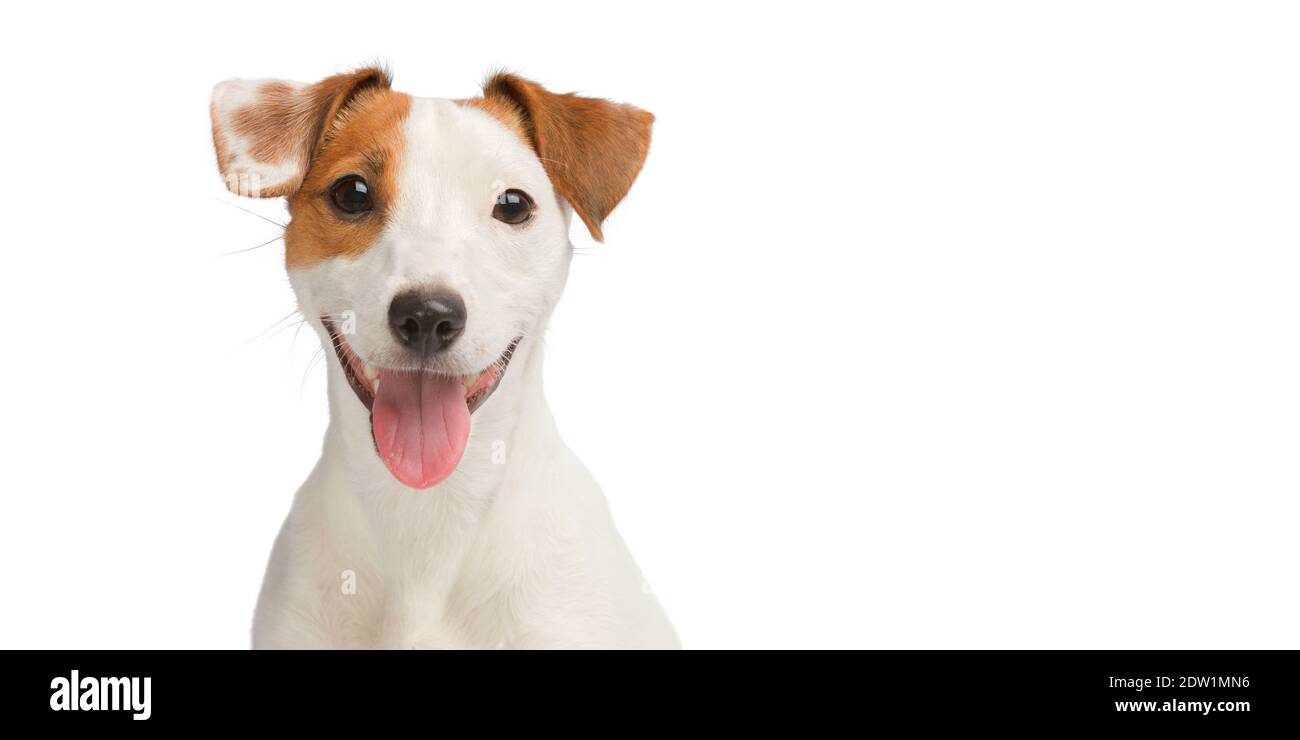 Lustiger Hund auf weißem Hintergrund mit Kopierraum. Stockfoto