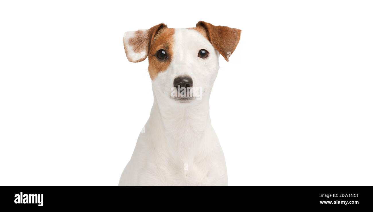 Hund sieht vorsichtig aus. Hund Porträt auf weißem Hintergrund. Stockfoto
