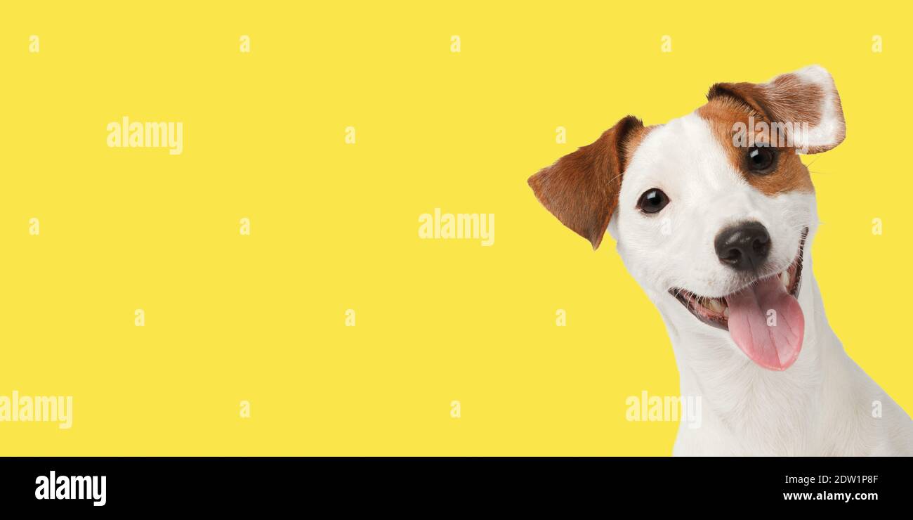 Lächelnder Hund Nahaufnahme Porträt isoliert auf hellgelben Hintergrund. Banner mit freundlichem Terrier. Stockfoto