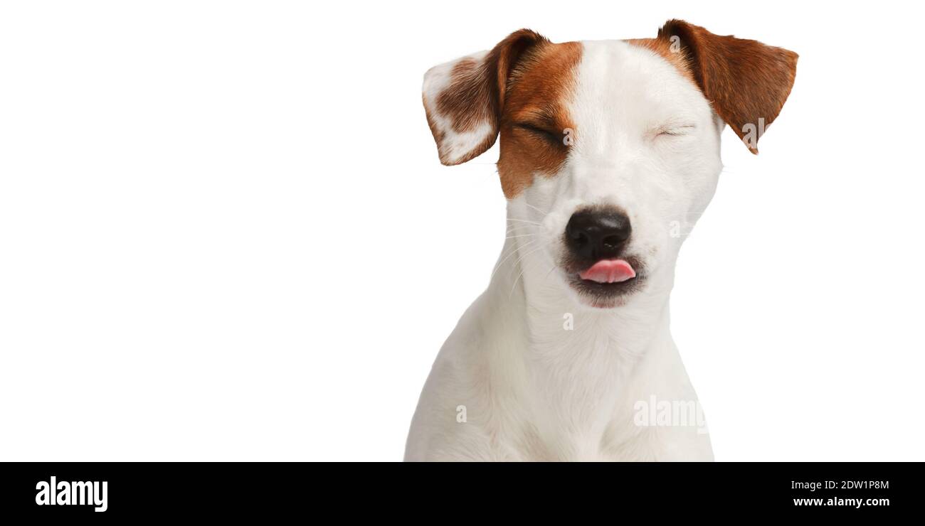 Hund blinkelt und zeigt seine Zunge. Lustige Hund Porträt isoliert auf weißem Hintergrund Stockfoto