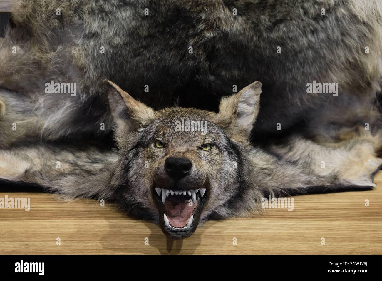 Kopf und Fell des getöteten Wolfes. Jagdtrophäe. Stockfoto