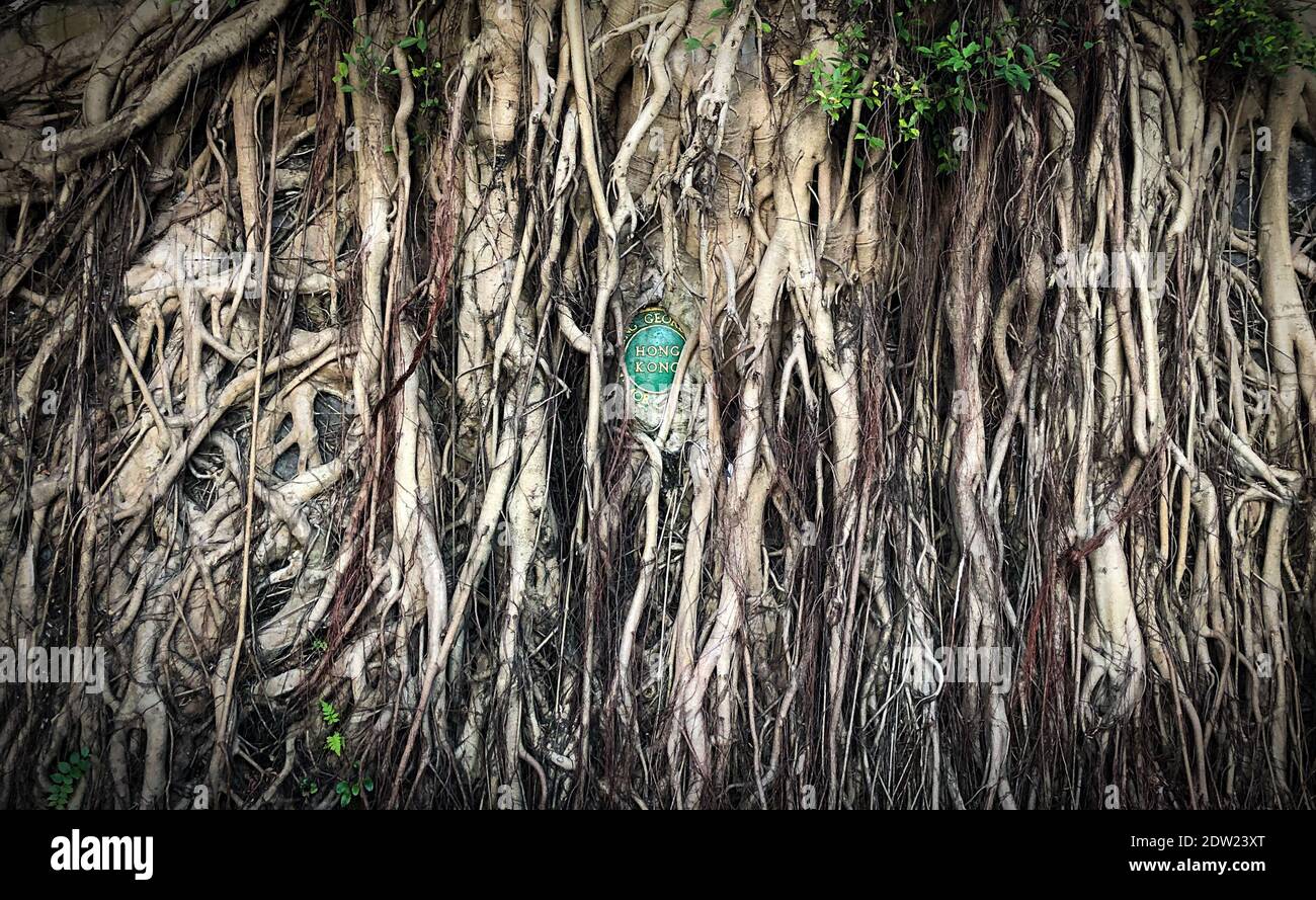 Die Gedenktafel des King George V Memorial Parks wurde von Banyan Tree Roots in der Hospital Road San Yin Pun auf der Insel Hongkong, China, überwuchert Stockfoto