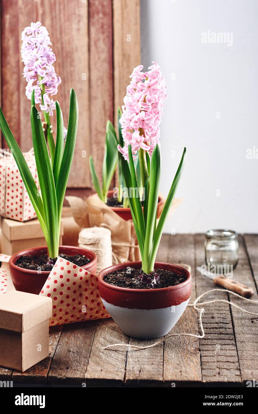 Eingetopfte Hyazinthen, wachsende Blumen zu Hause. Gartenarbeit für zu Hause. Stockfoto