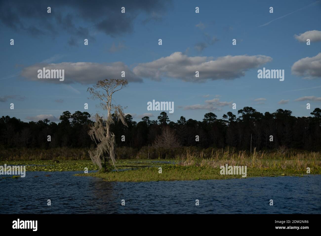 See Rousseau, Withlacoochee River in Citrus County Florida. Ein beliebter Stausee zum Angeln in North Central Florida Stockfoto