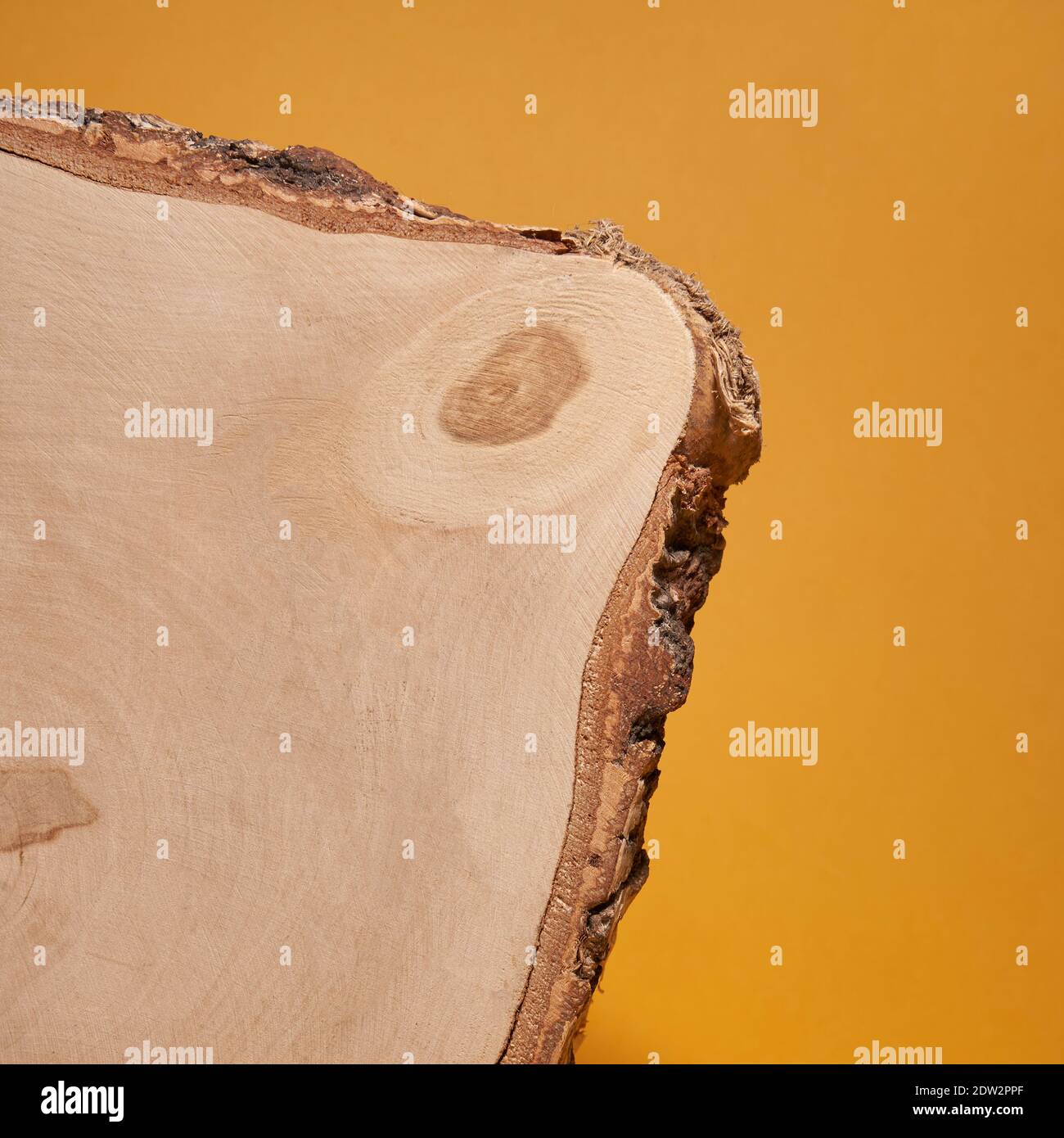 Schneiden Sie Birke Textur auf einem hellen gelben Hintergrund, natürliche Materialien, Platz für Ihr Produkt. Hochwertige Fotos Stockfoto