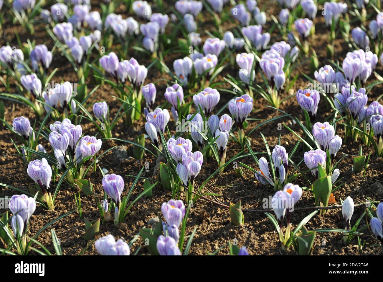 Crocus Pickwick blüht im März in einem Garten Stockfoto