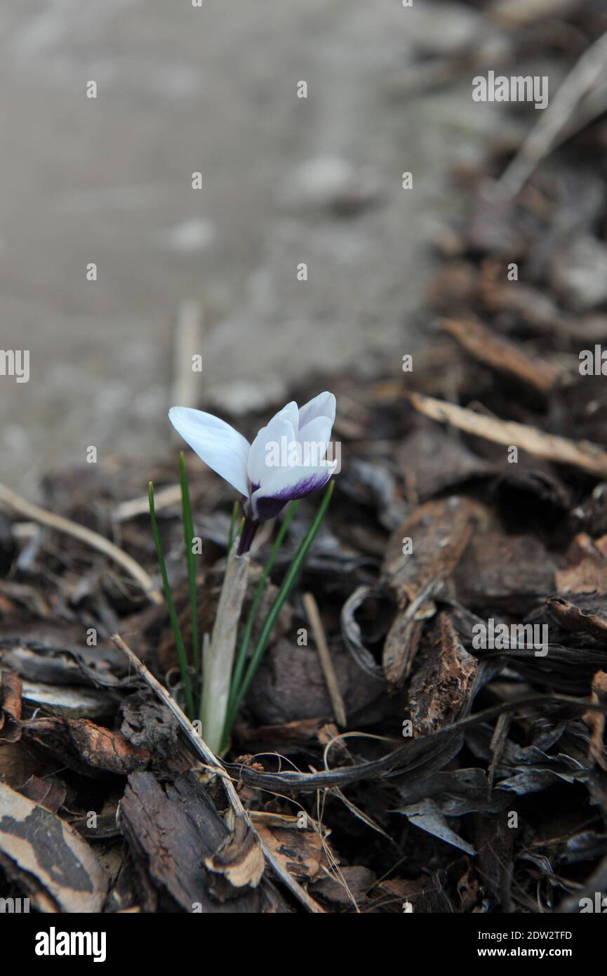 Weiß und tiefblau-violett Crocus Ladykiller blühen in einem Garten Im März Stockfoto