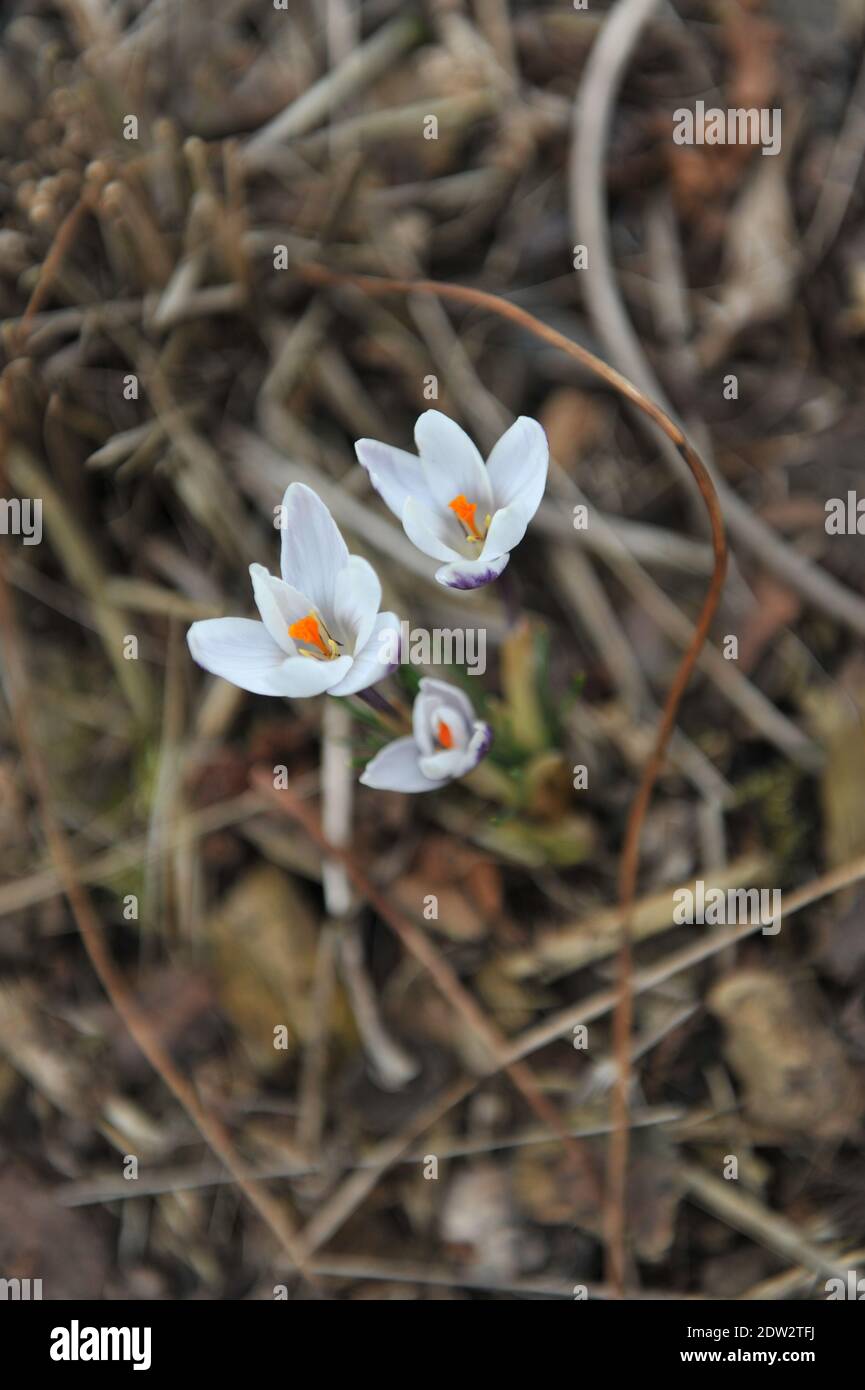 Weiß und tiefblau-violett Crocus Ladykiller blühen in einem Garten Im März Stockfoto