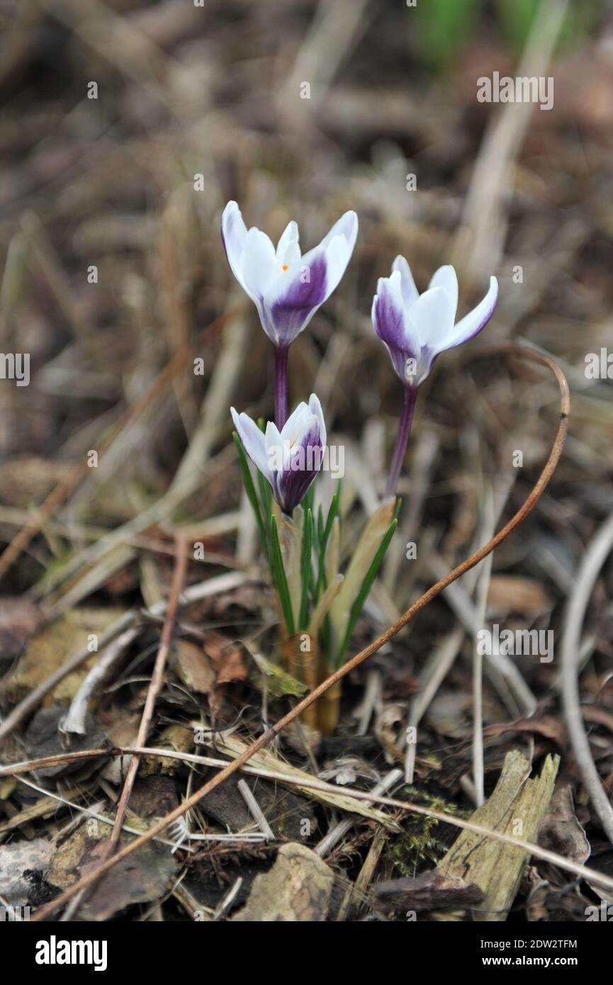 Weiß und tiefblau-violett Crocus Ladykiller blühen in einem Garten Im März Stockfoto