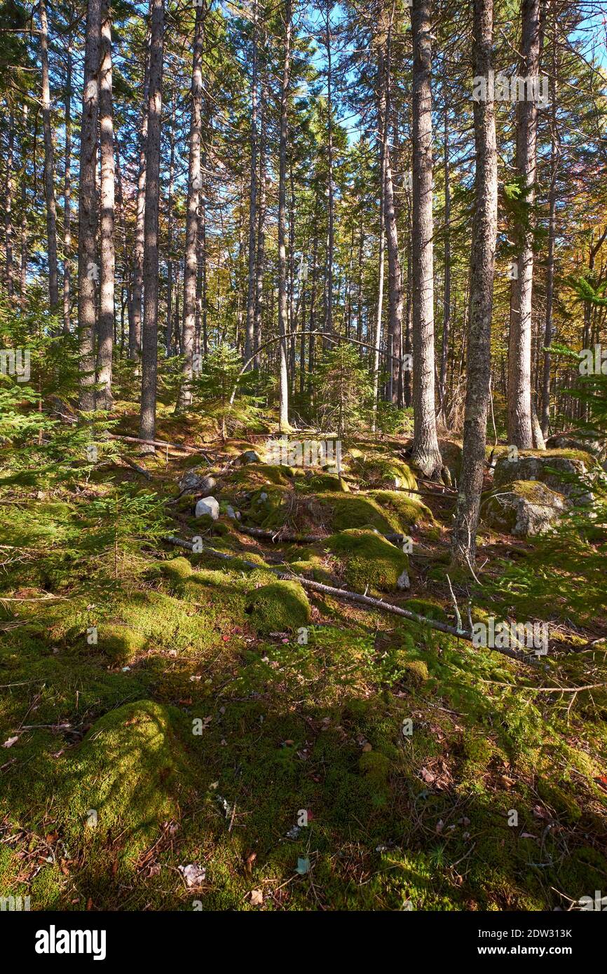 Eine dicke Decke aus grünem Moos wächst auf dem Peter's Brook Trail, Teil des Blue Hill Heritage Trust Naturschutzlandes, um Bäume herum. Zoll Stockfoto