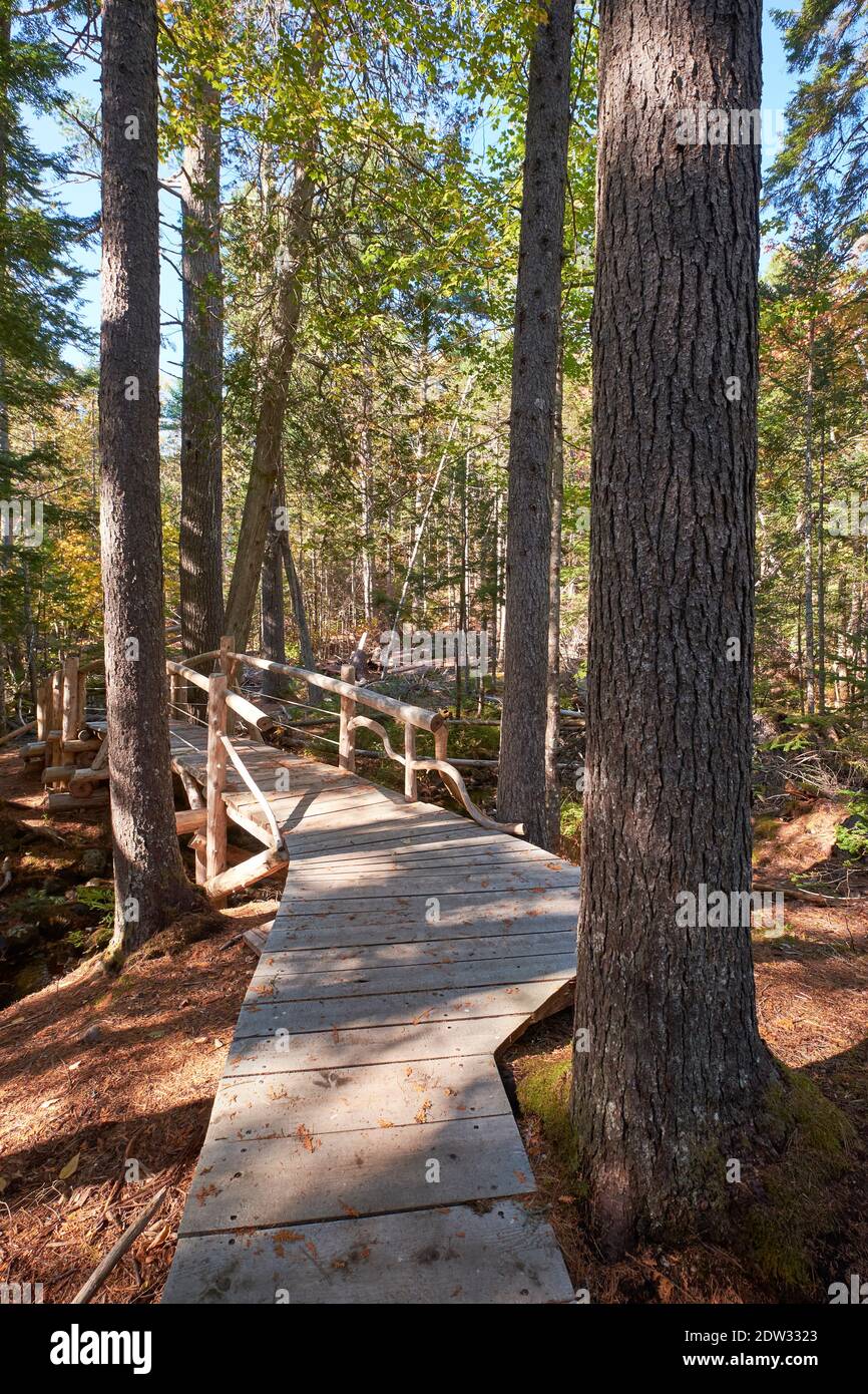 Ein handgefertigter, unvollendeter Gehweg aus grobem Holz und eine Brücke auf dem Peter's Brook Trail, Teil des Blue Hill Heritage Trust Naturschutzlandes. ICH Stockfoto