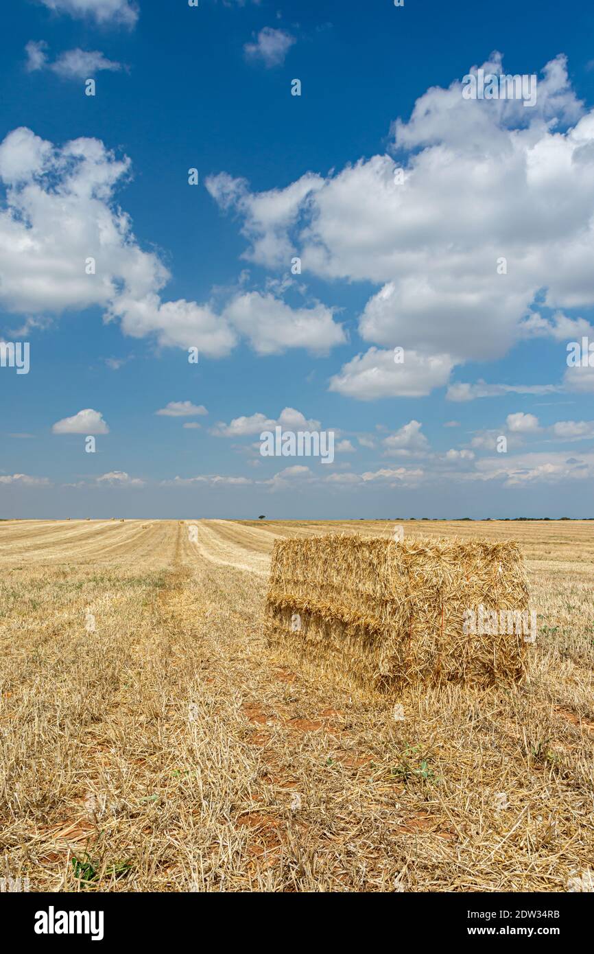 Strohernte auf dem Feld Stockfoto