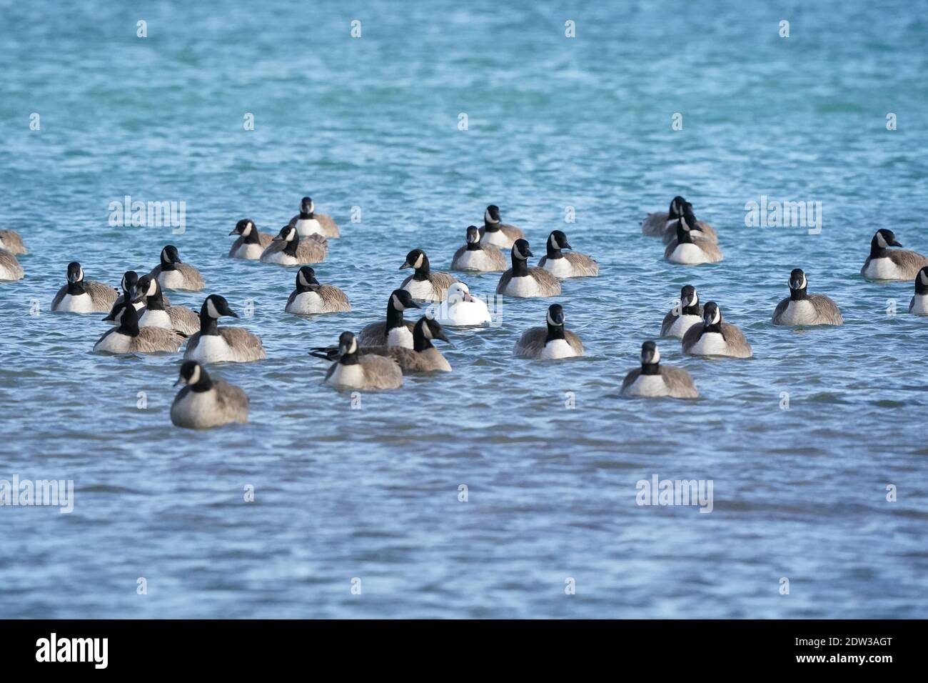 Kanadische Gänse im Winter im Hafen Stockfoto