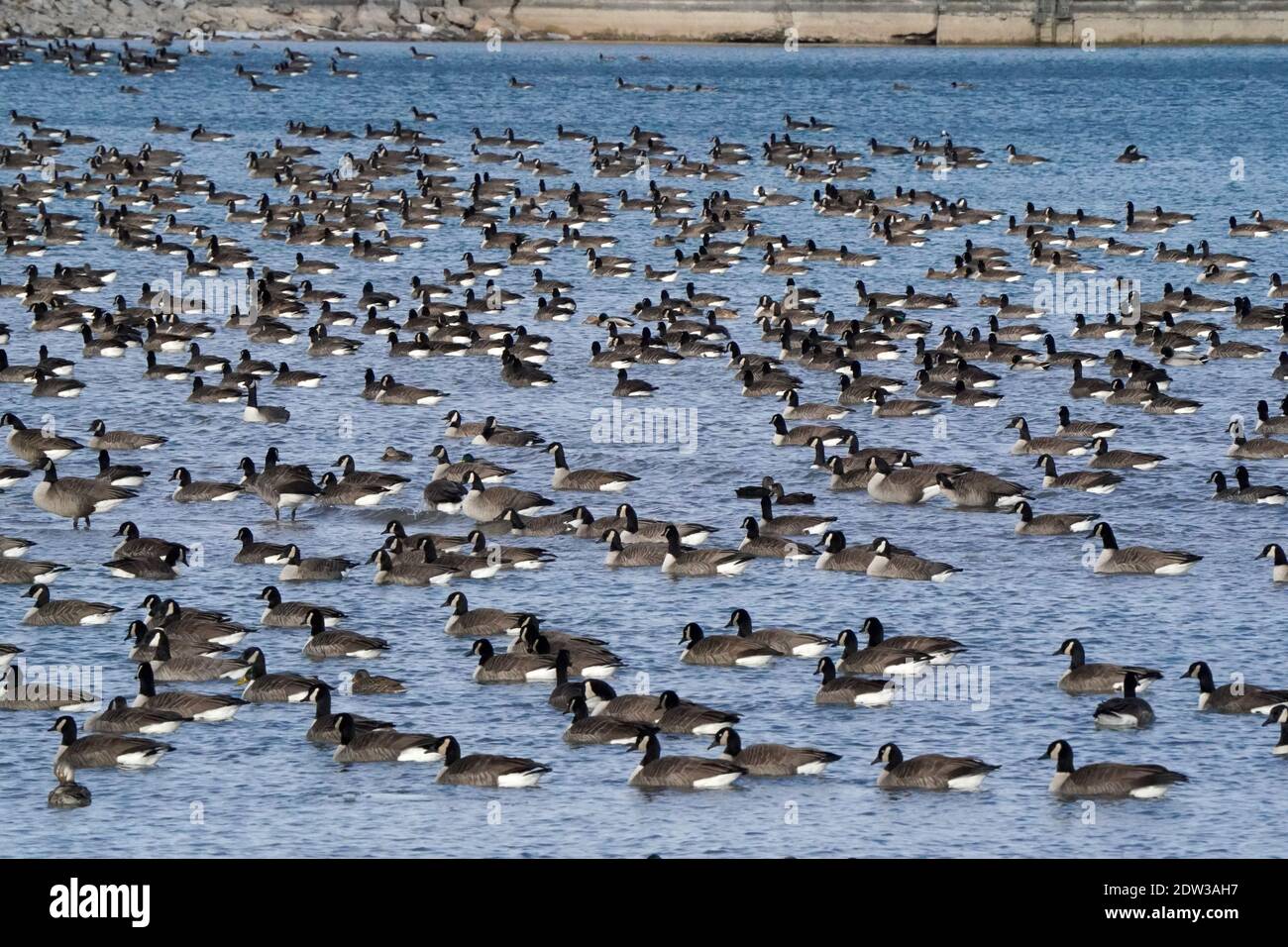 Kanadische Gänse im Winter im Hafen Stockfoto