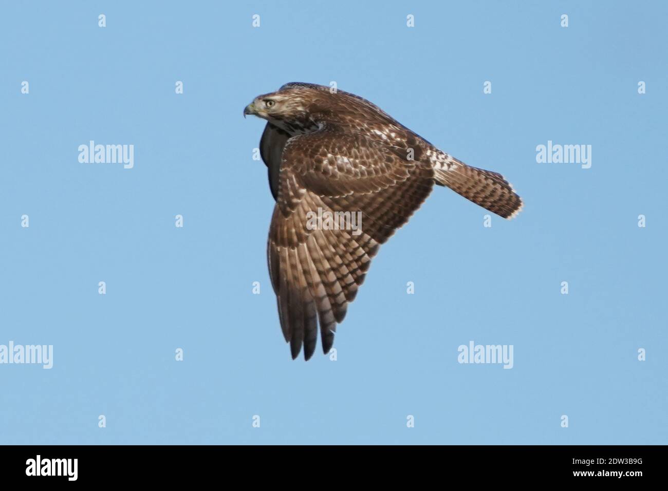 Red tailed Hawk Barching Jagd und Fliegen Stockfoto