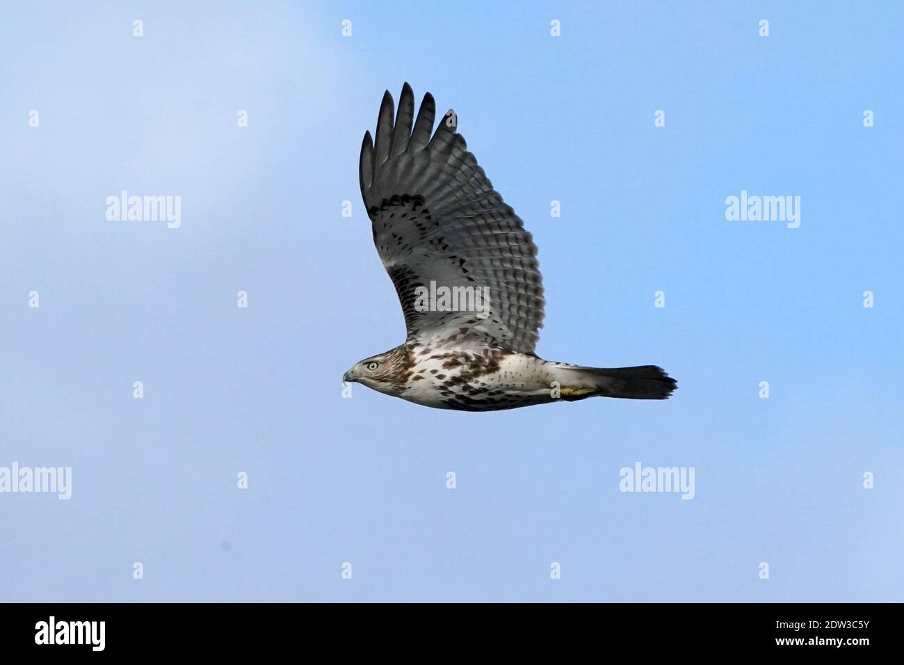 Red tailed Hawk Barching Jagd und Fliegen Stockfoto