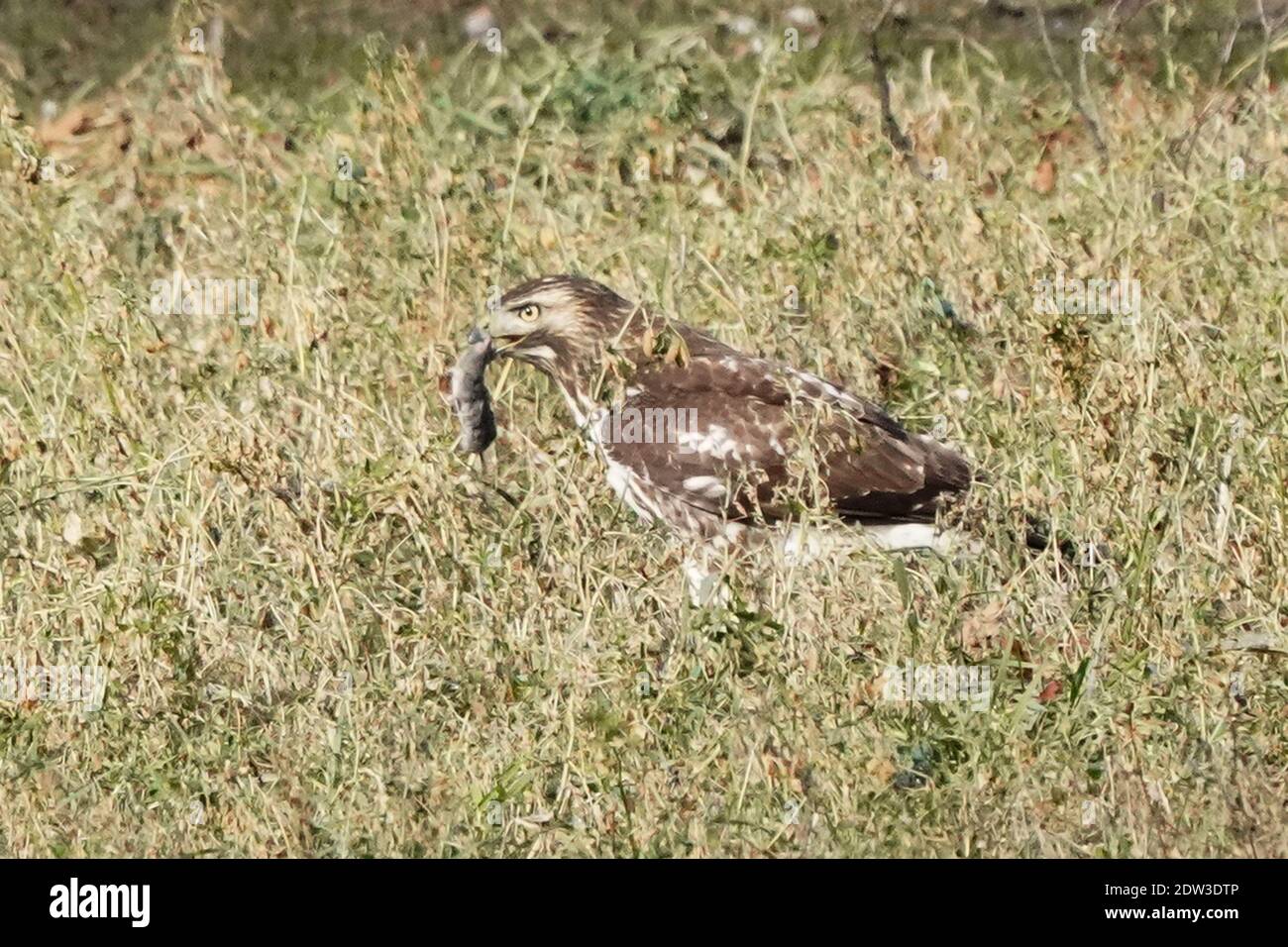 Red tailed Hawk Barching Jagd und Fliegen Stockfoto