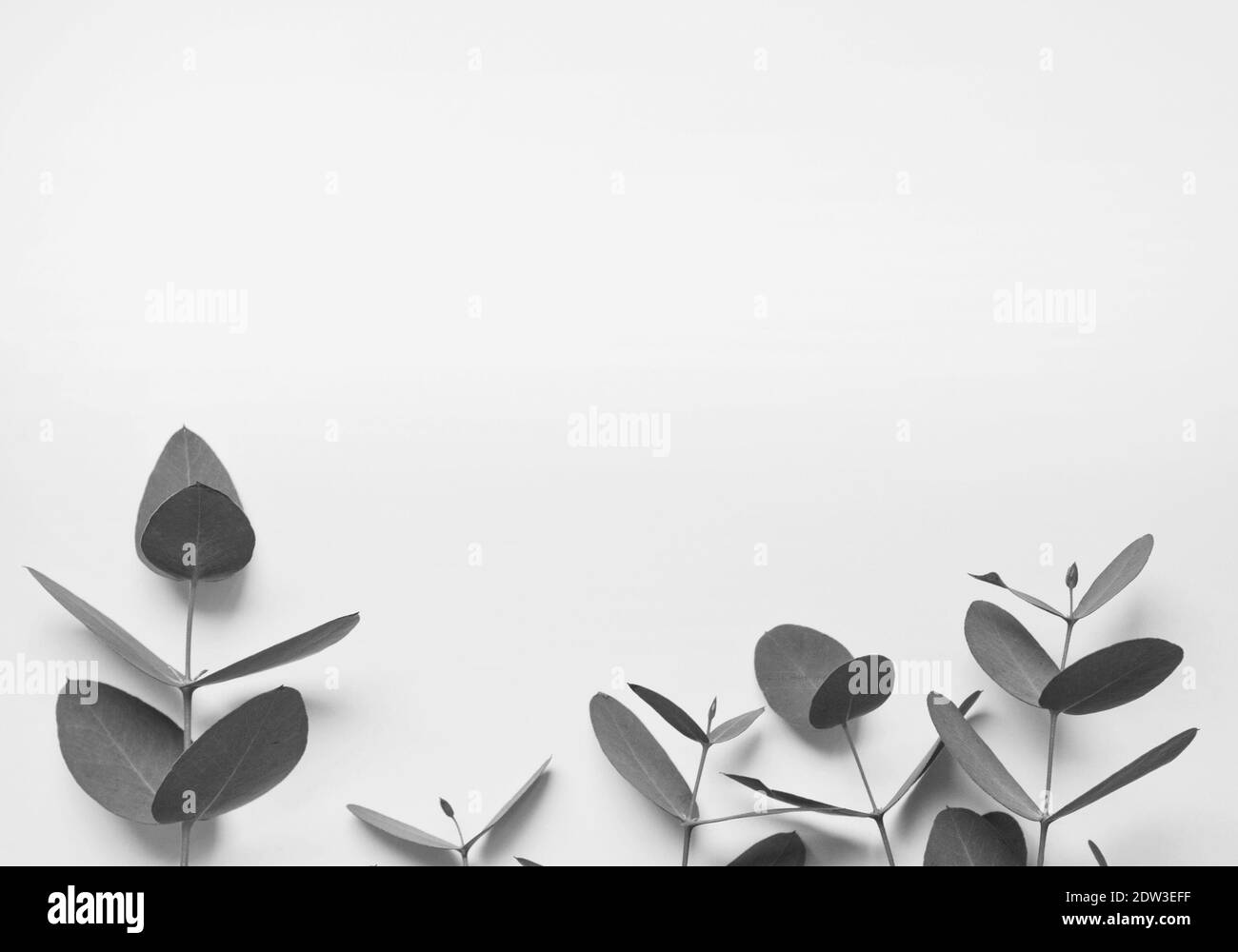 Eukalyptuszweige. Ultimate grau, trendy Farbe 2021 Flat Lay, Draufsicht Stockfoto
