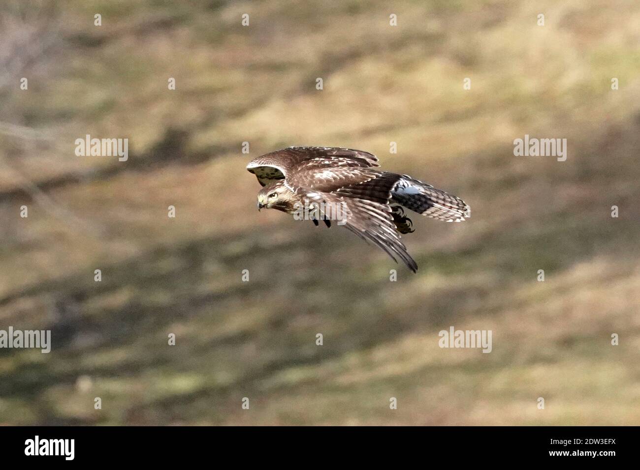 Red tailed Hawk Barching Jagd und Fliegen Stockfoto