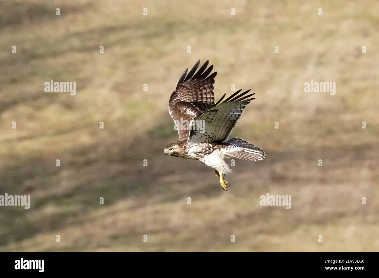 Red tailed Hawk Barching Jagd und Fliegen Stockfoto