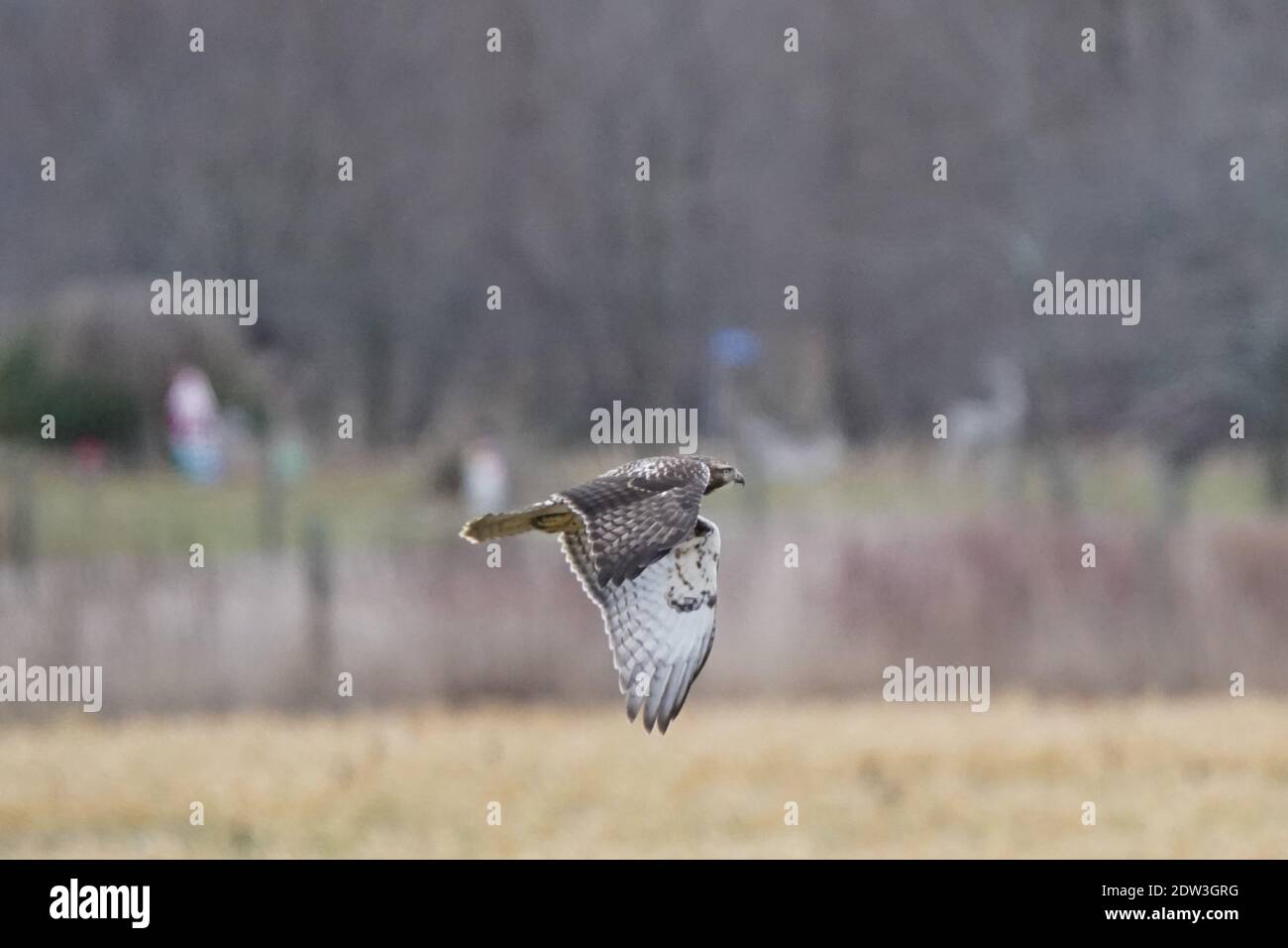 Red tailed Hawk Barching Jagd und Fliegen Stockfoto