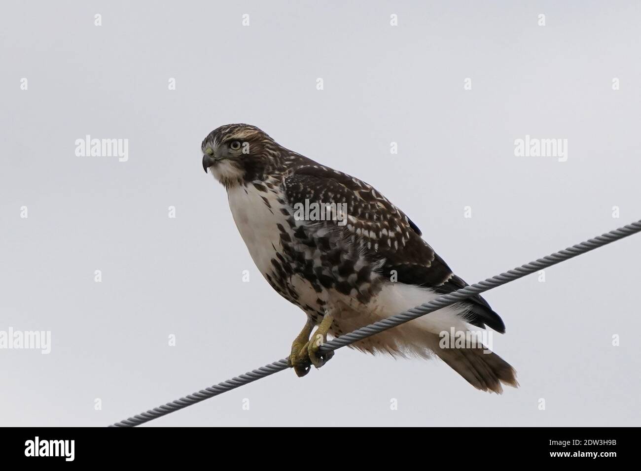 Red tailed Hawk Barching Jagd und Fliegen Stockfoto