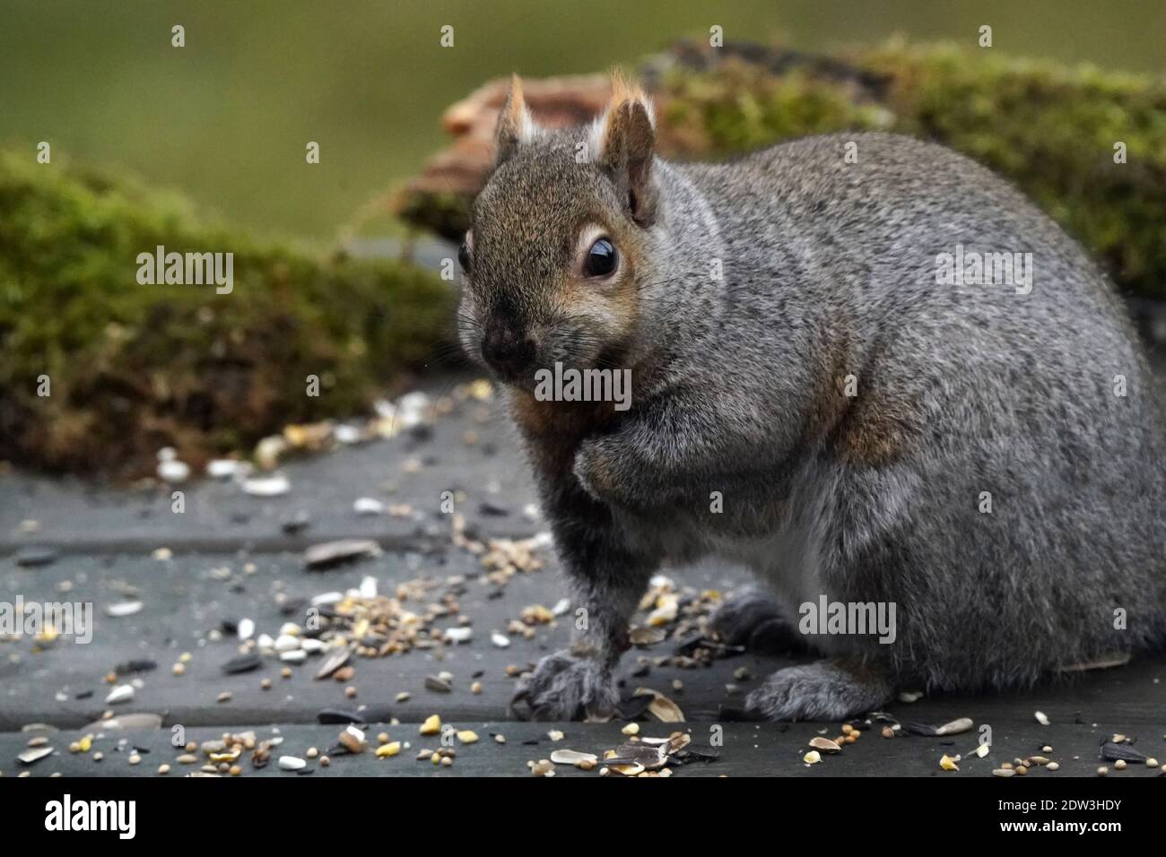 Graues Eichhörnchen essen Vogelfutterhäuschen verschüttet Stockfoto