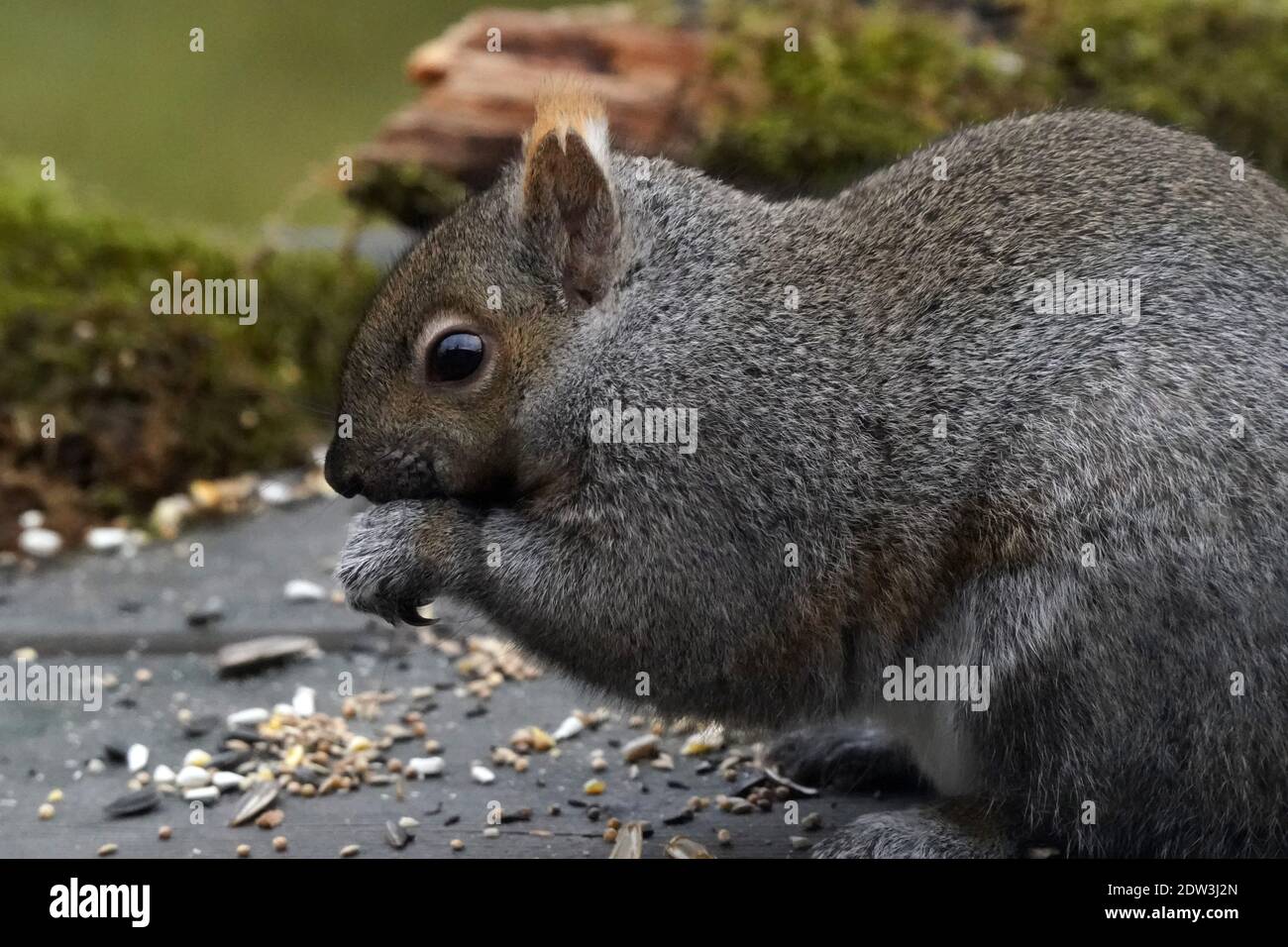 Graues Eichhörnchen essen Vogelfutterhäuschen verschüttet Stockfoto