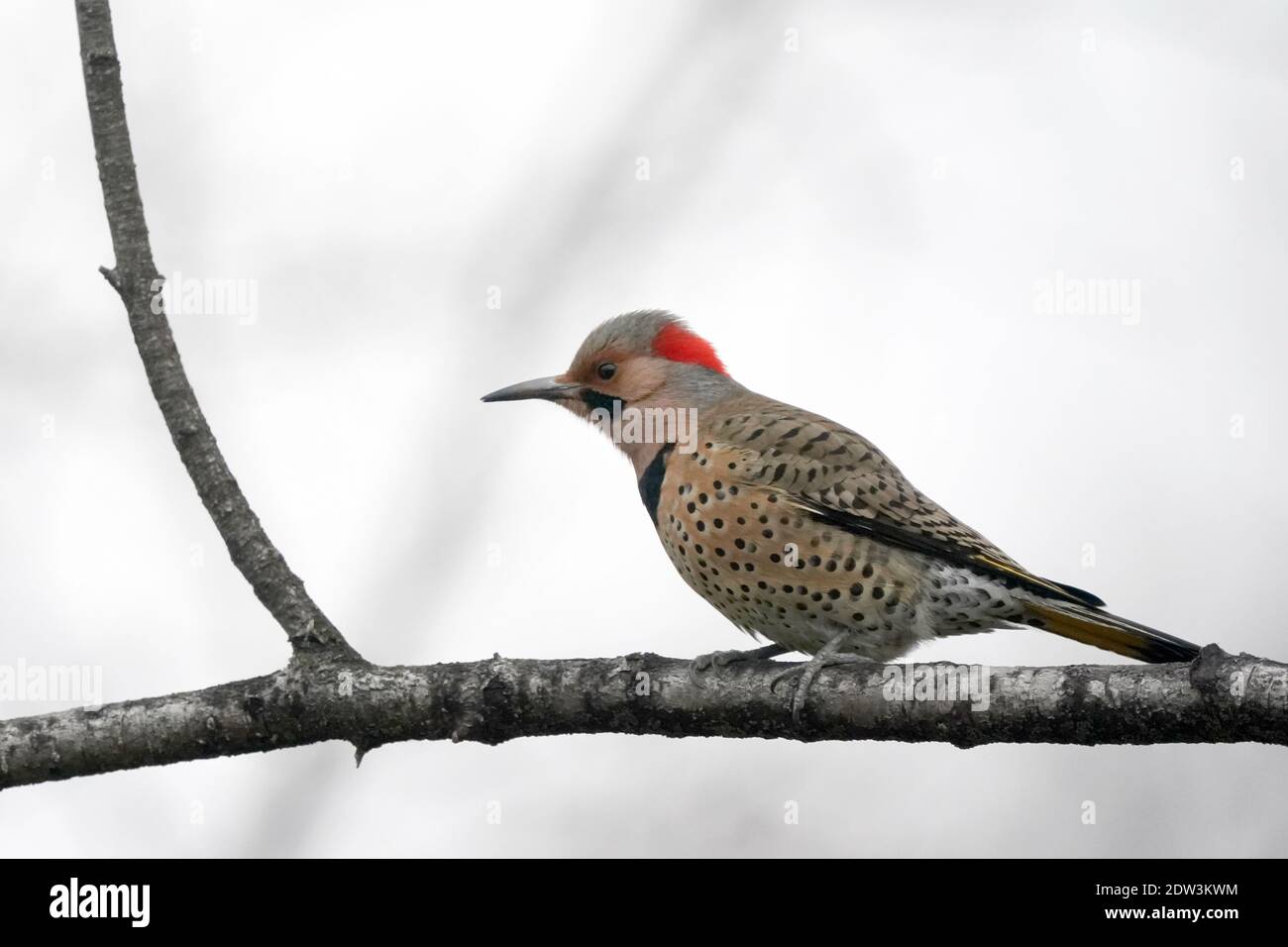 Flackern auf Zweig im Winter Stockfoto
