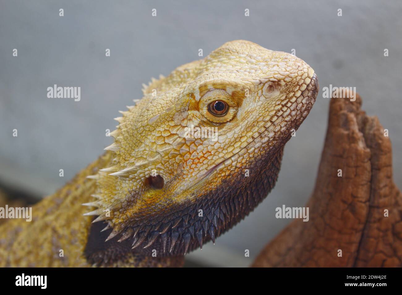 Pogona Reptil auf dem Boden im Profil Stockfoto