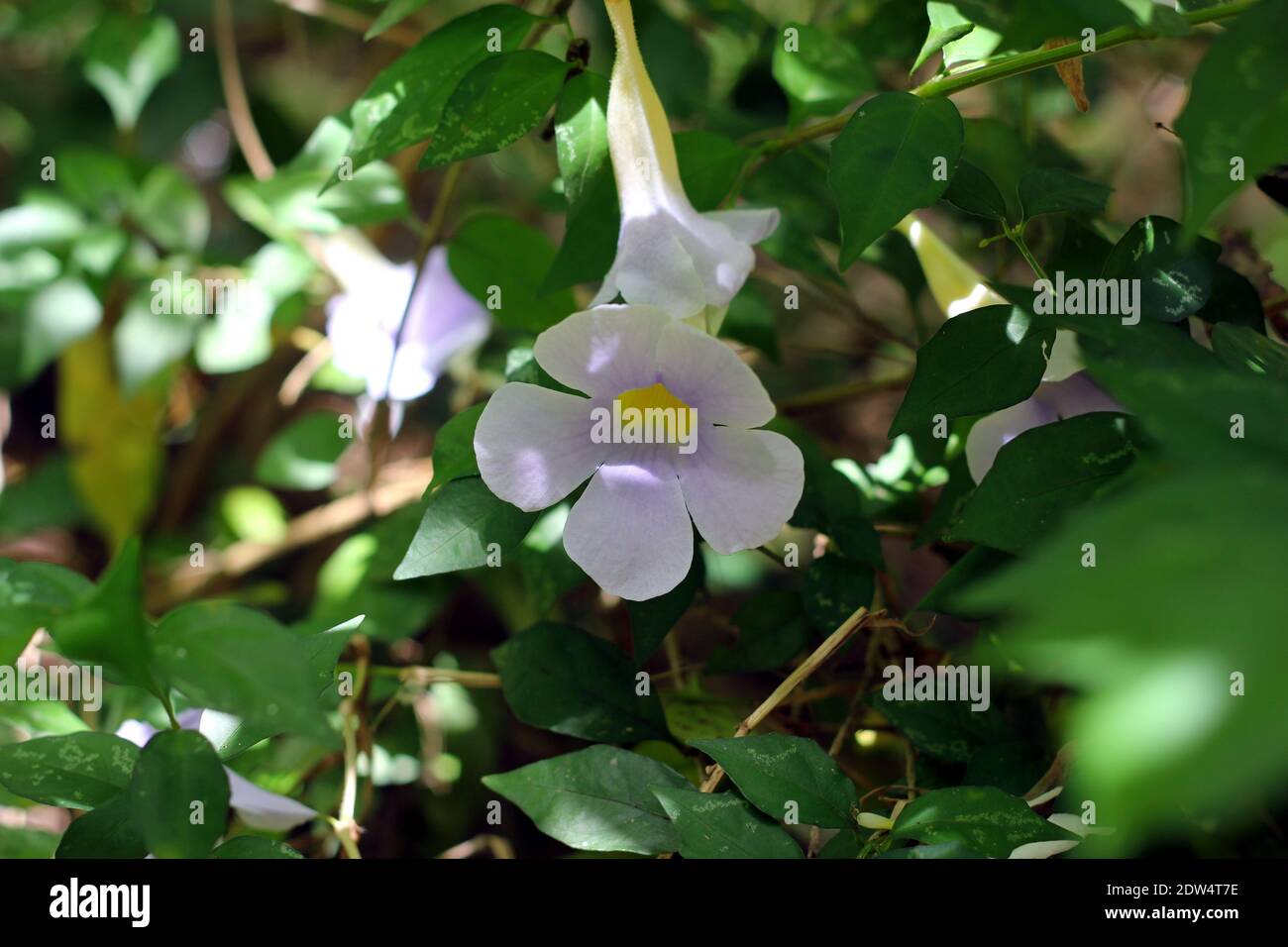 Eine seltene hellviolette Blume sieht aus wie ein Trichter Stockfoto