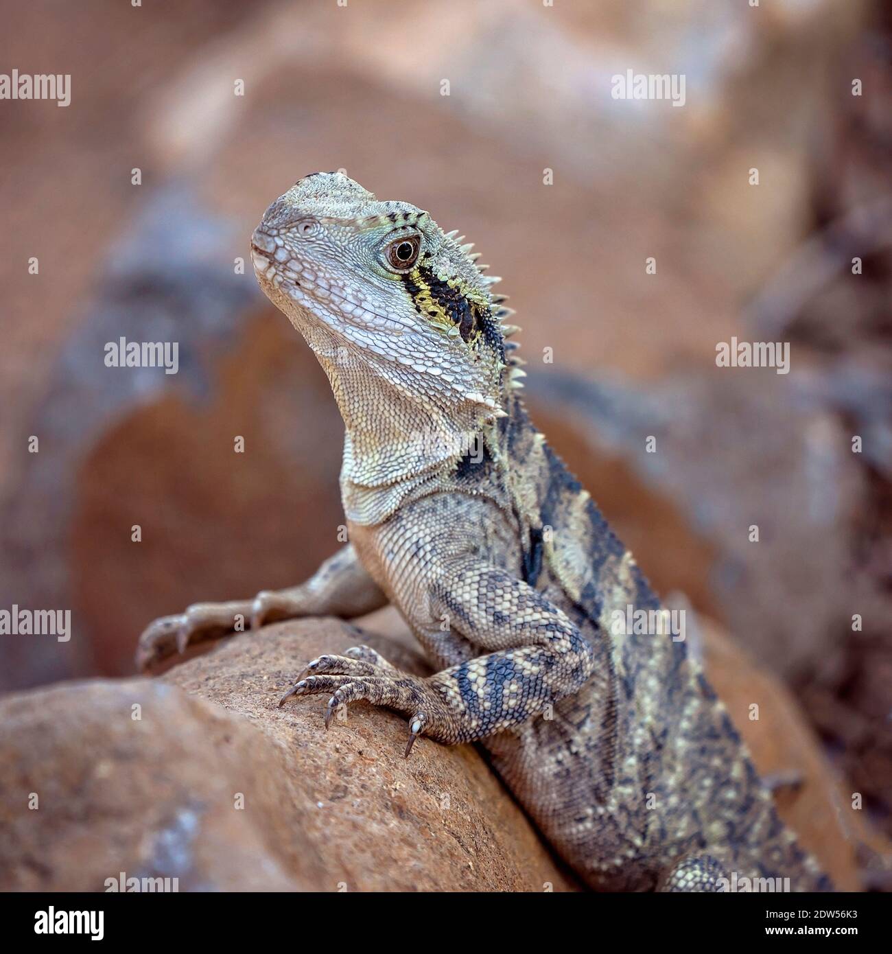 Ein australischer östlicher Wasserdrache, der auf einem Felsen sitzt Stockfoto